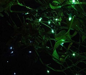 green and blue christmas lights in a bush