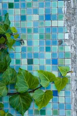 Wall Tiles and a Bush Showing Contrasting Colors