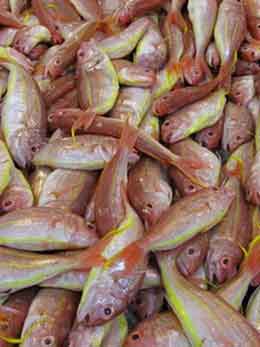 A Pile of Similar Looking Fish Showing Design Principle of Repetition