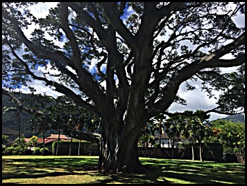 Large banyan tree in the middle of a fenced-in yard. Weather is bright and sunny.