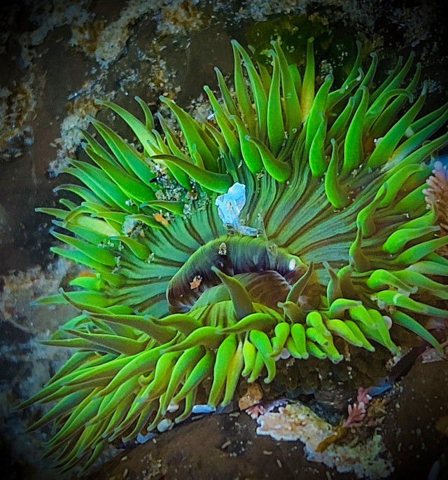 A drawing of an anemone.
