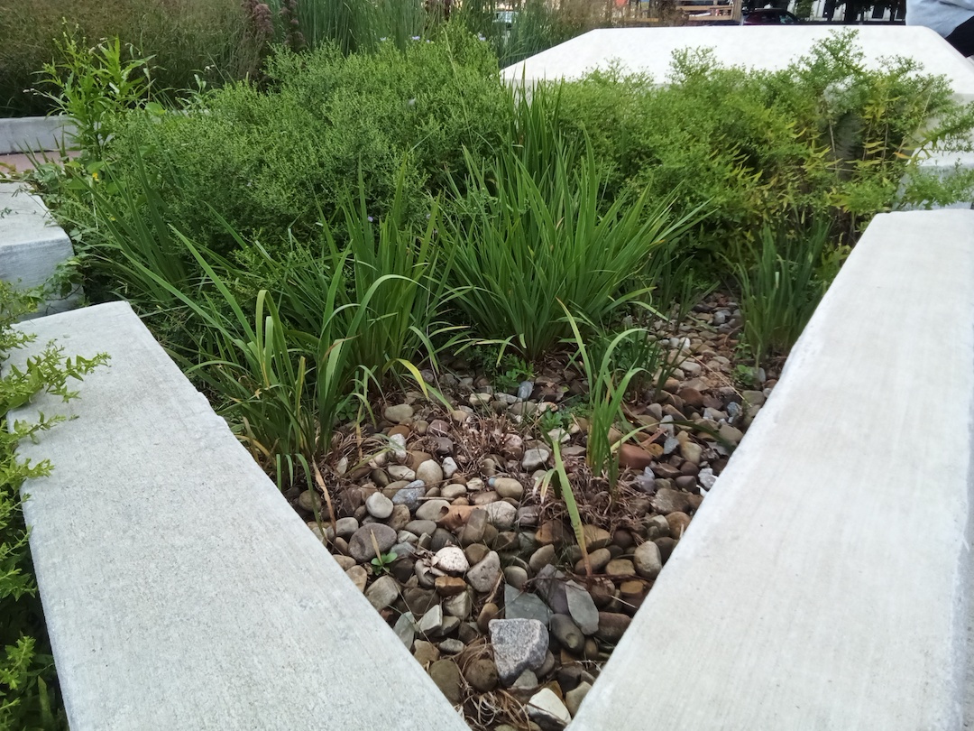 Rain garden with green plants and stones, enclosed by concrete curb.