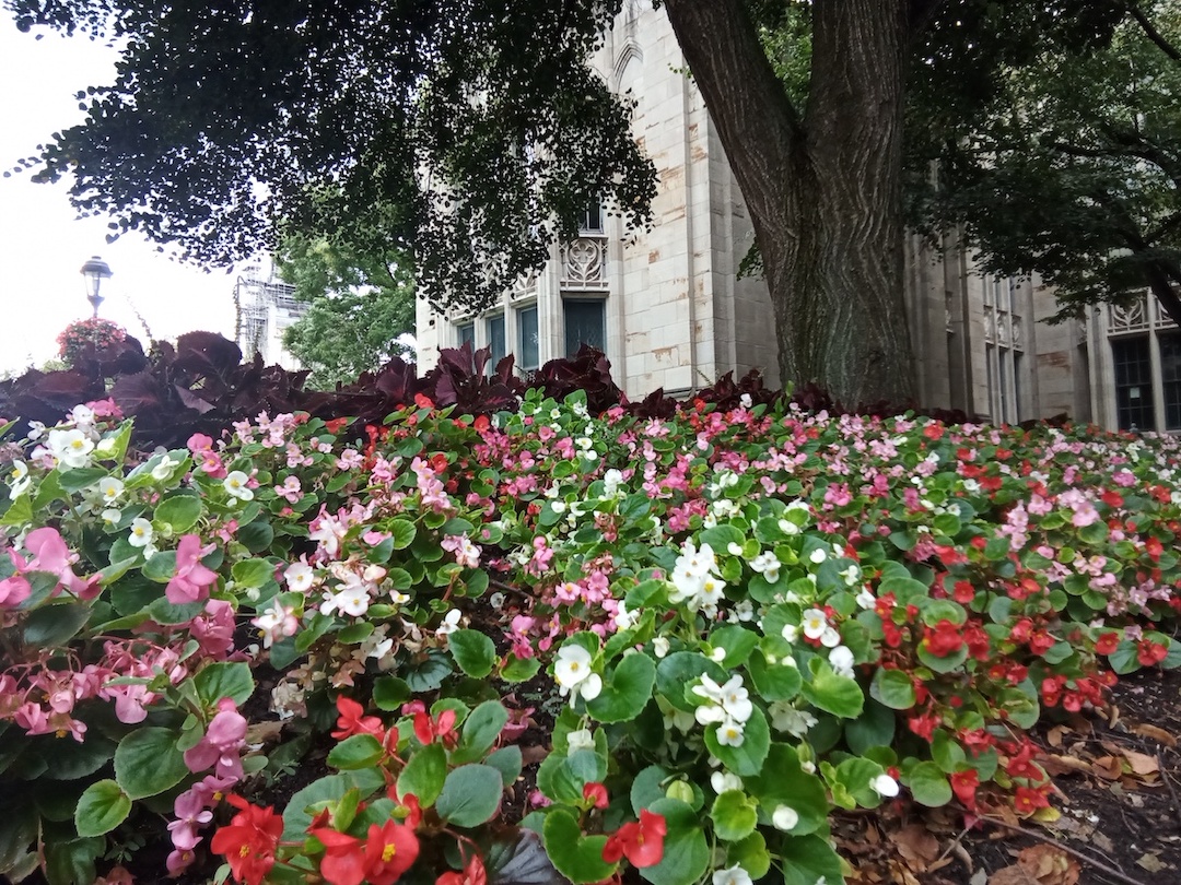 A flower garden designed to attract bees.