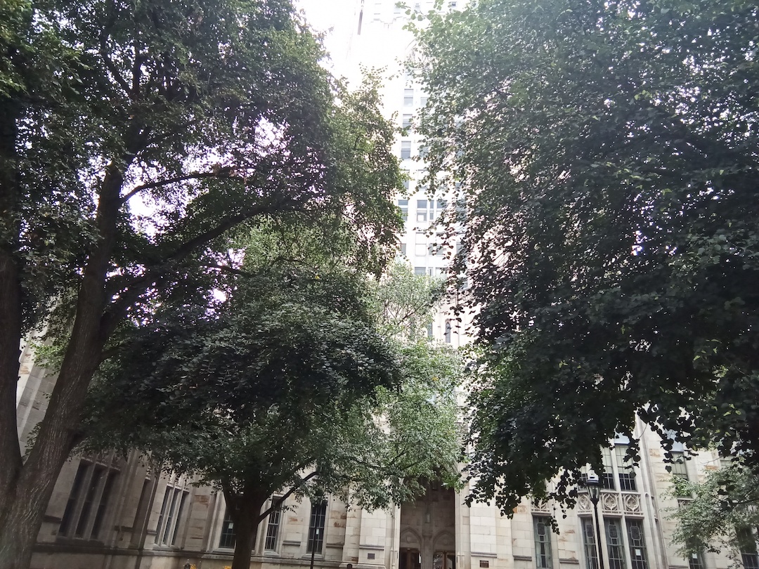 Large trees in front of the Cathedral of Learning, a classroom at the University of Pittsburgh.