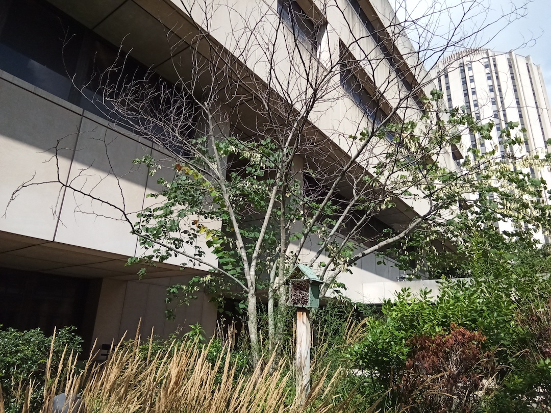 Small trees, shrubs, plants, a bee house in a rooftop pollinator garden.