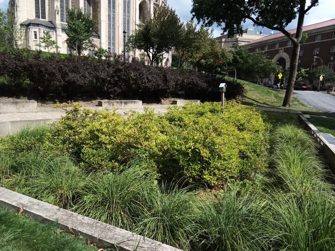 Pollinator garden next to the Cathedral of Learning.