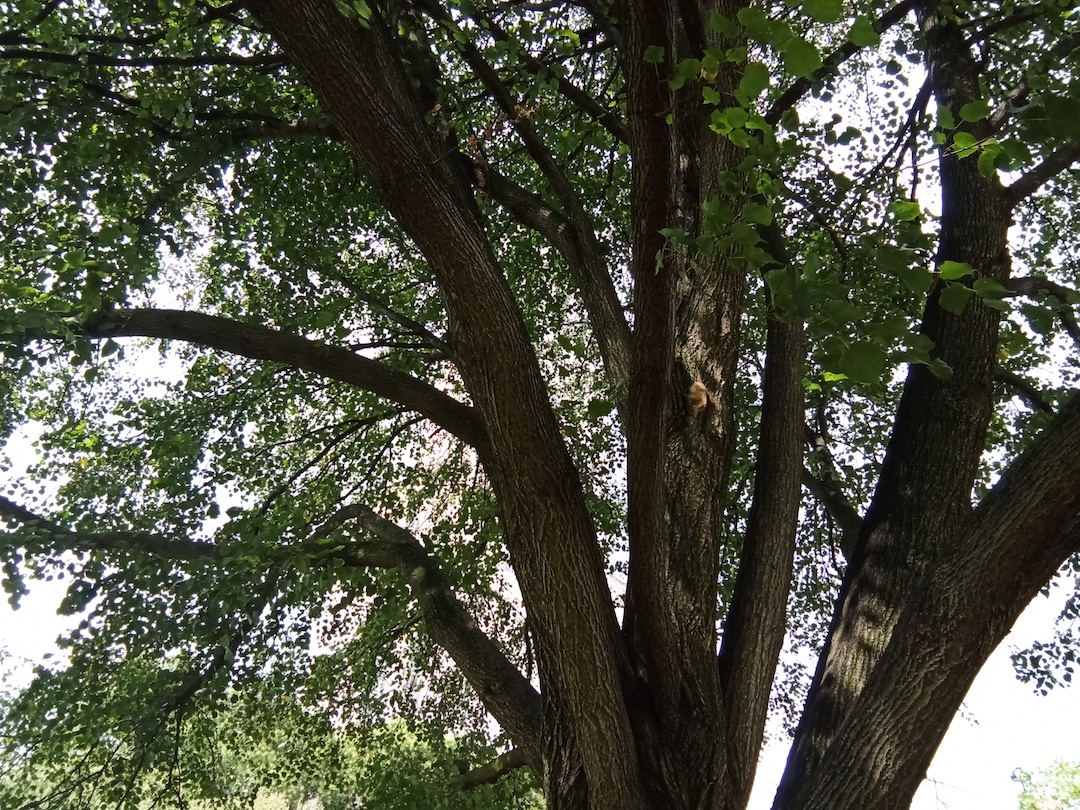 A A close-up of underneath a large Bradford pear tree. 