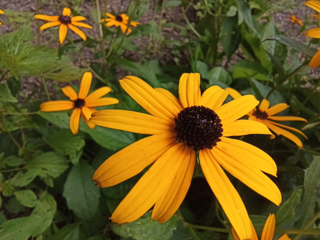 Black-eyed susans in rooftop pollinator garden.