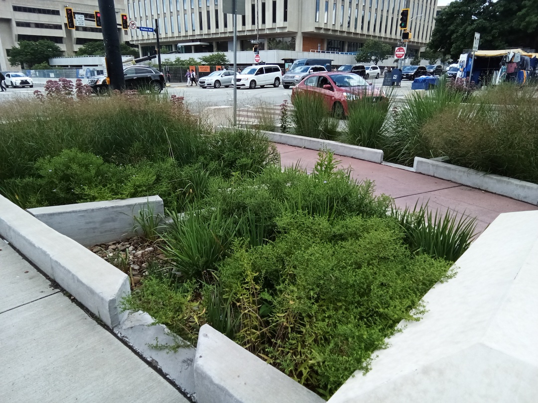 Rain gardens filled with plants next to the road.