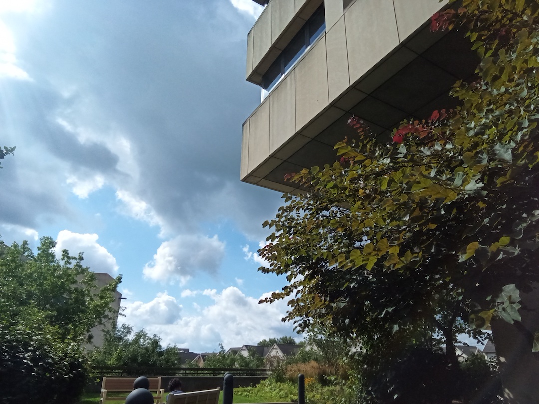 A rooftop pollinator garden amid a blue sky.