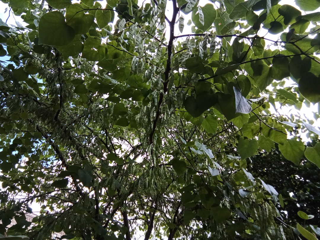 Low shot into the shade of the tree canopy.