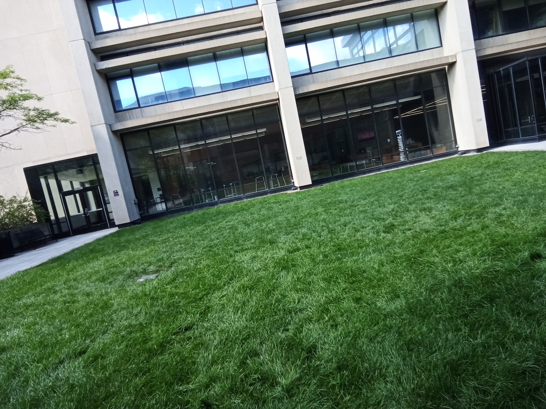 a rain garden that absorbs the water to make plants grow.