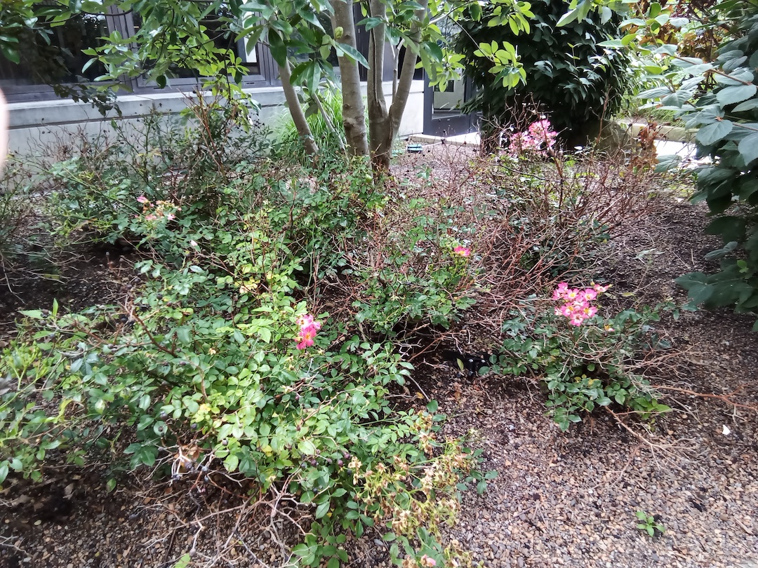 Green bush with pink flowers in rooftop pollinator garden.