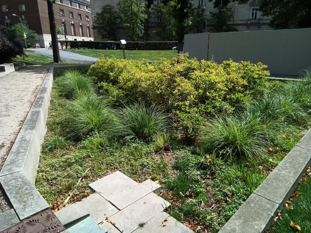 A lush rain garden surrounded by a retaining wall.