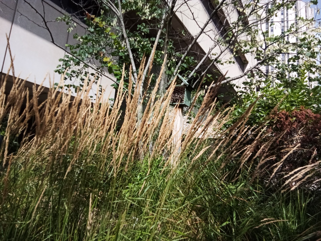Grasses planted to attract bees in the rooftop rain garden