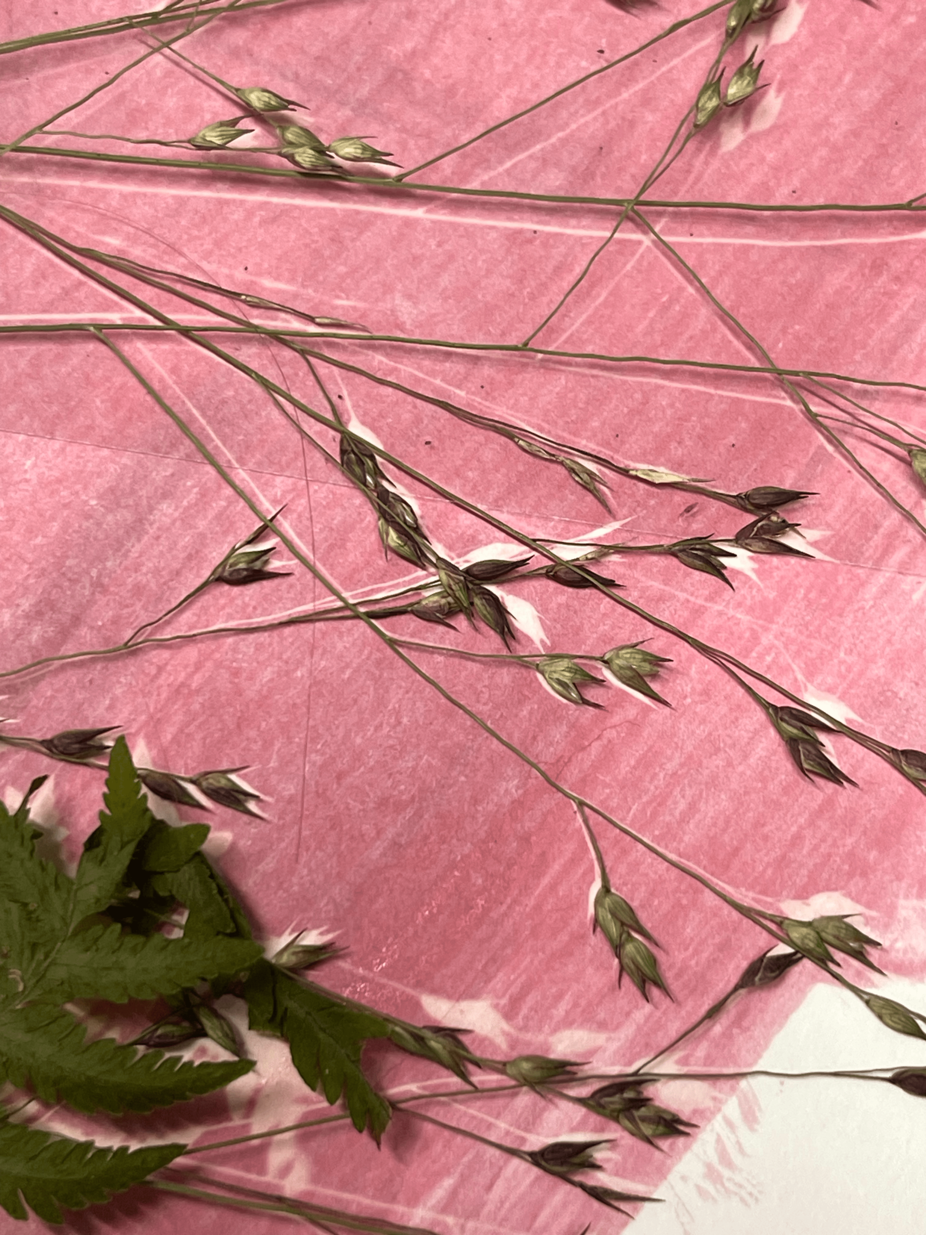 Delicate stems with small, closed buds or seed pods lying on a pink, textured, photosensitive surface.