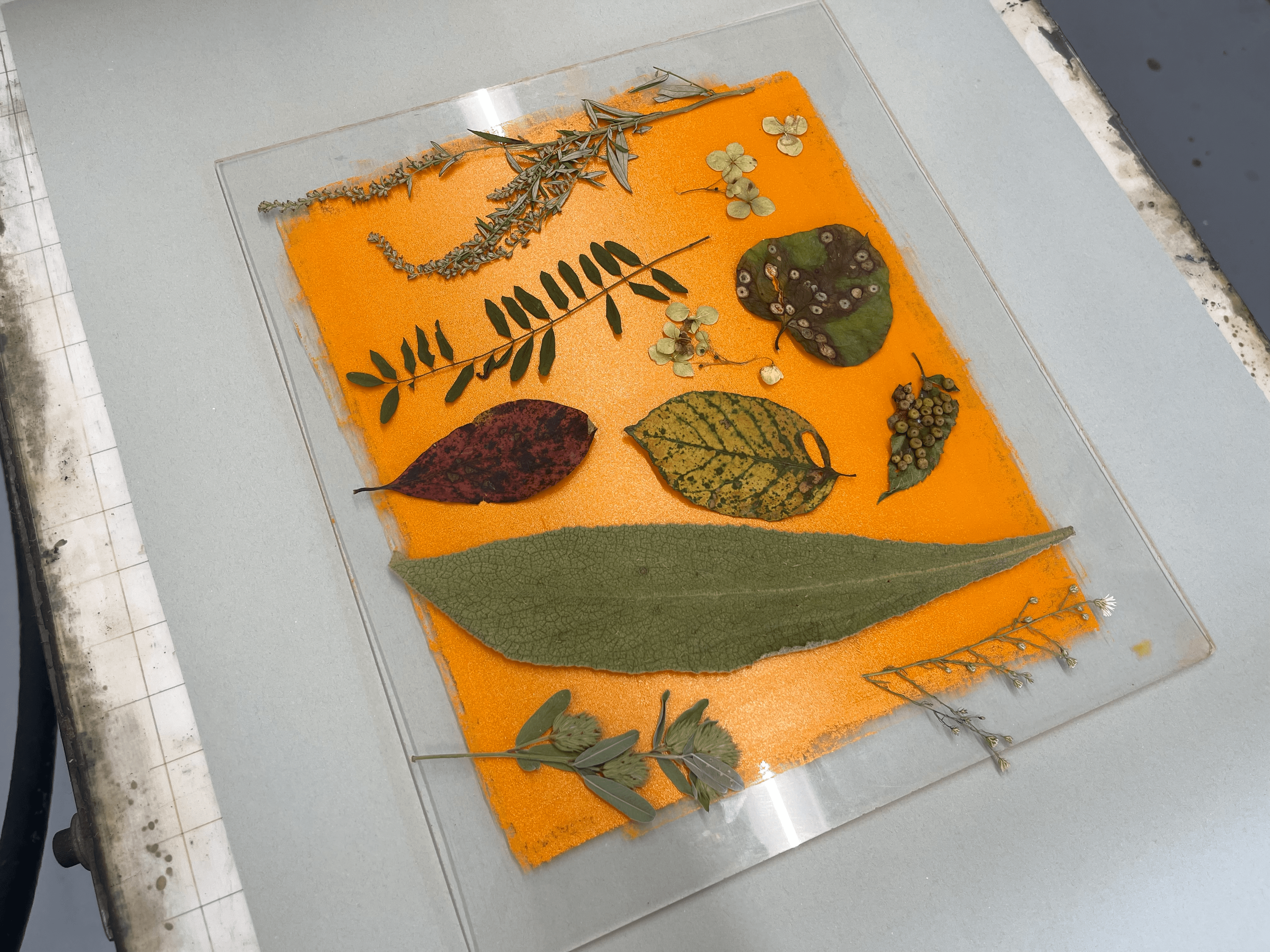 Various leaves and plant elements are arranged on top of a vibrant orange background of printing ink on top of a clear plastic sheet.