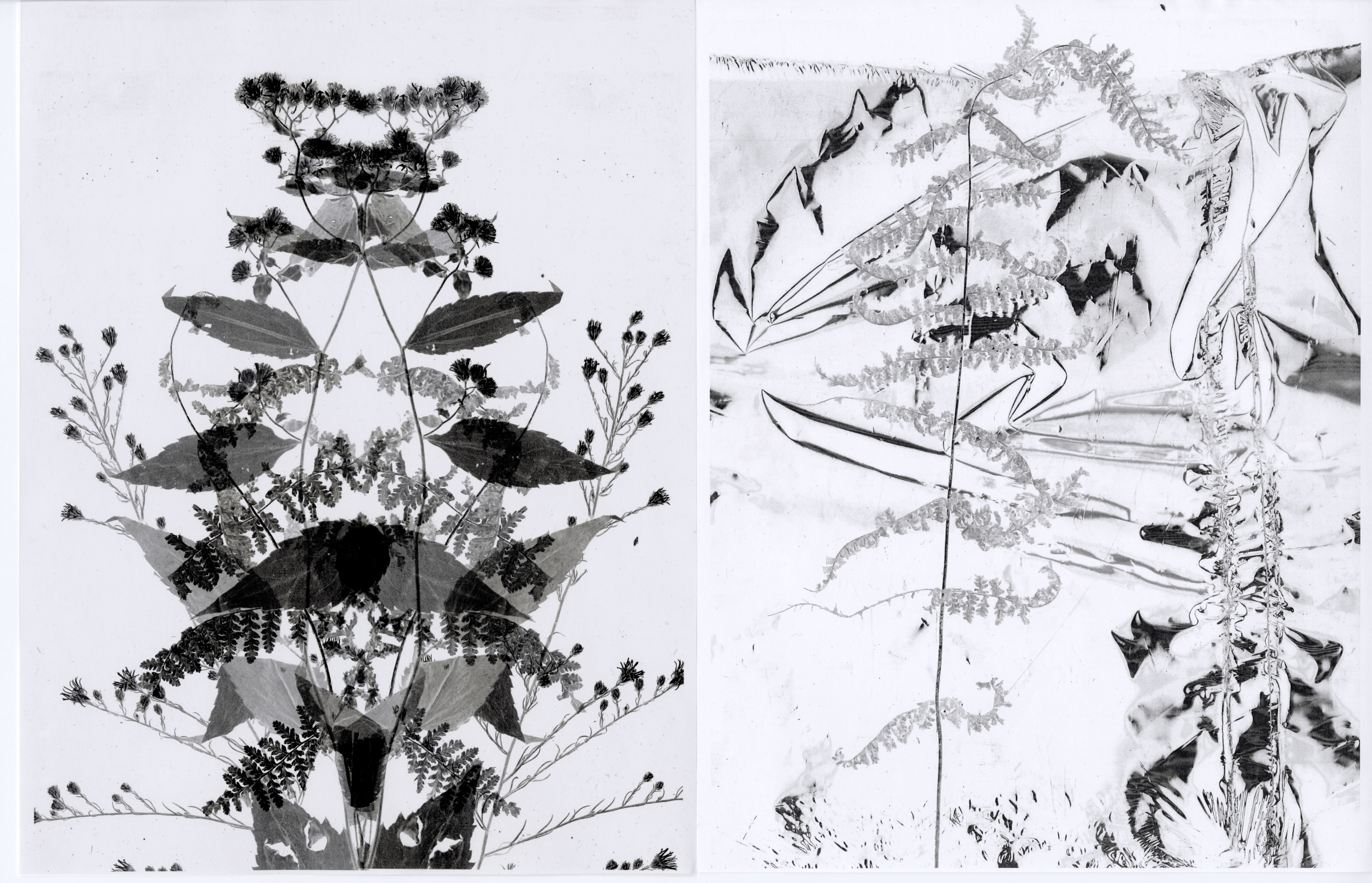 Two black and white xerox prints showing intricate botanical arrangements. Left: plants and flowers are symmetrically mirrored, creating a kaleidoscopic effect. Right: abstract, textured design features ferns and other foliage.