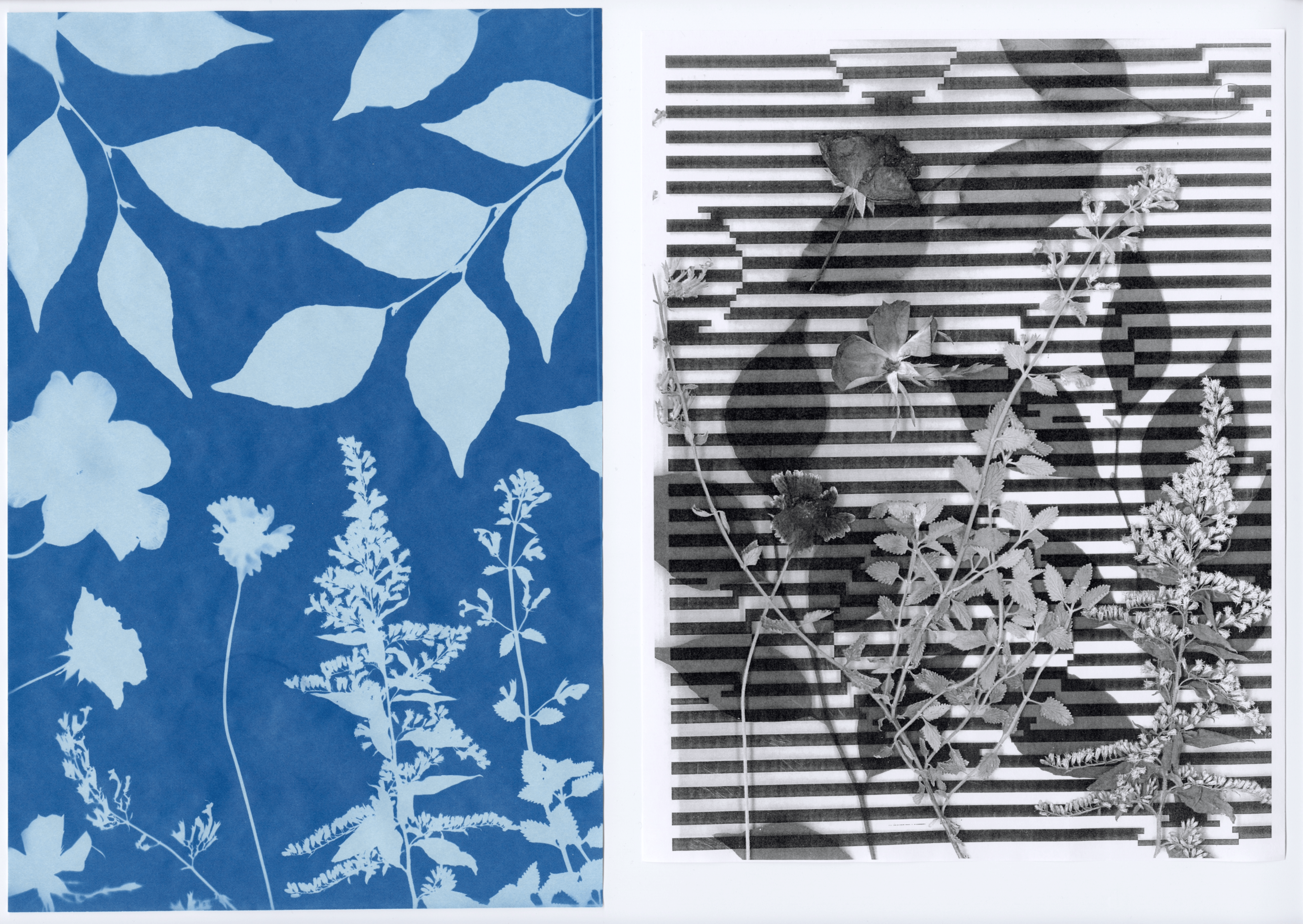 Two contrasting botanical prints. Left: a cyanotype with a blue background with light blue silhouettes of leaves and flowers. Right: black and white photocopy with horizontal striped patterns with various plant elements overlaid.