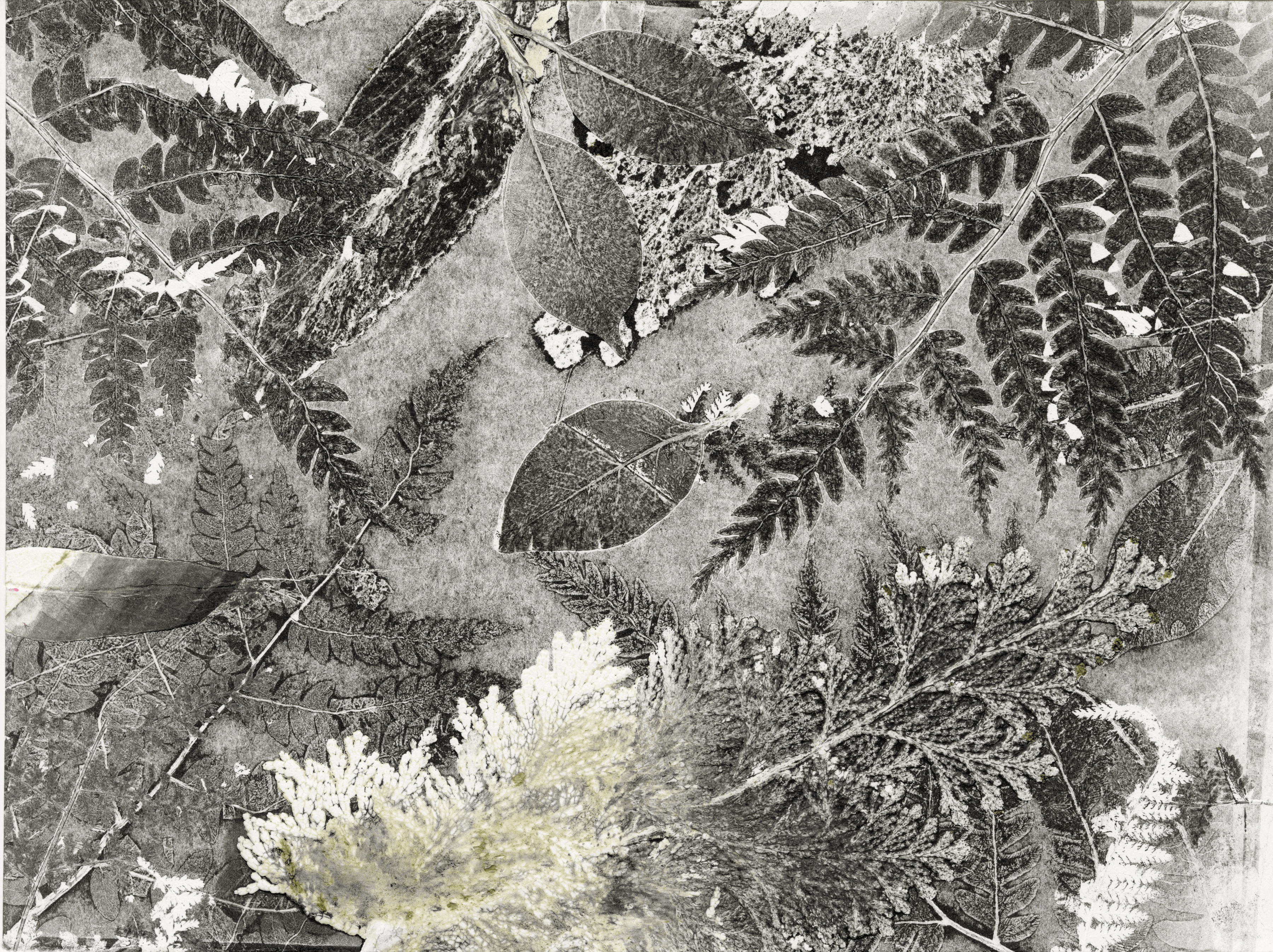 A monochroma print densely packed with various ferns and leaves.