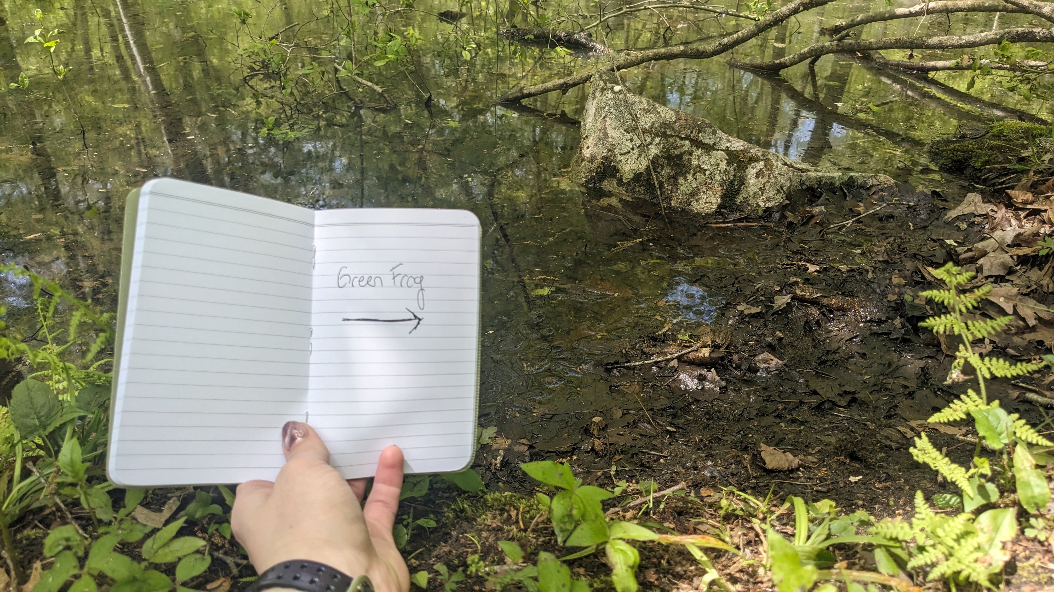 Open notebook reading 'Green Frog' with an arrow pointing to a real frog that blends in with its muddy surroundings.