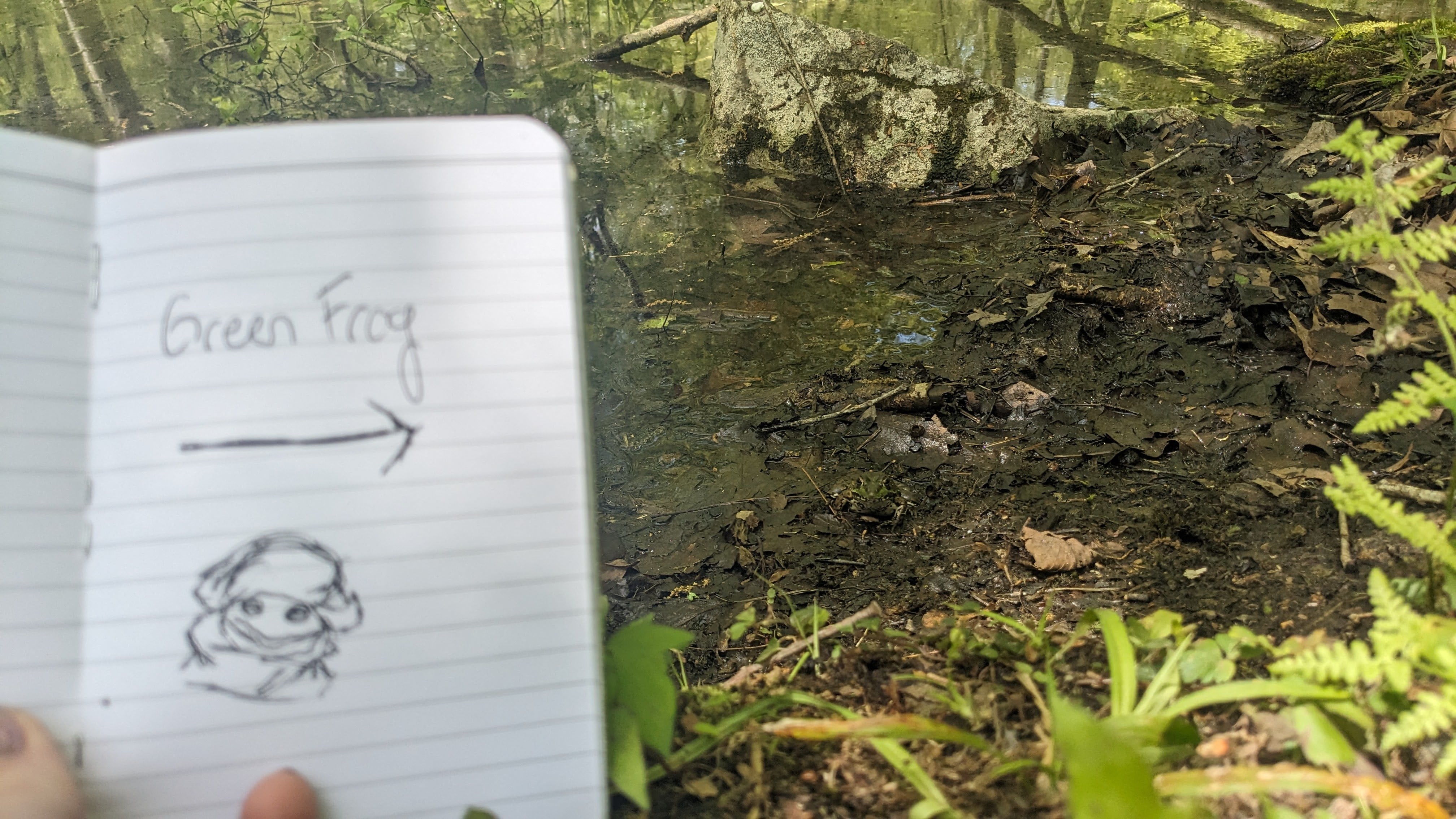 Notebook with a line drawing of a frog, the words 'Green Frog', and an arrow pointing to a real frog that blends in with surroundings.