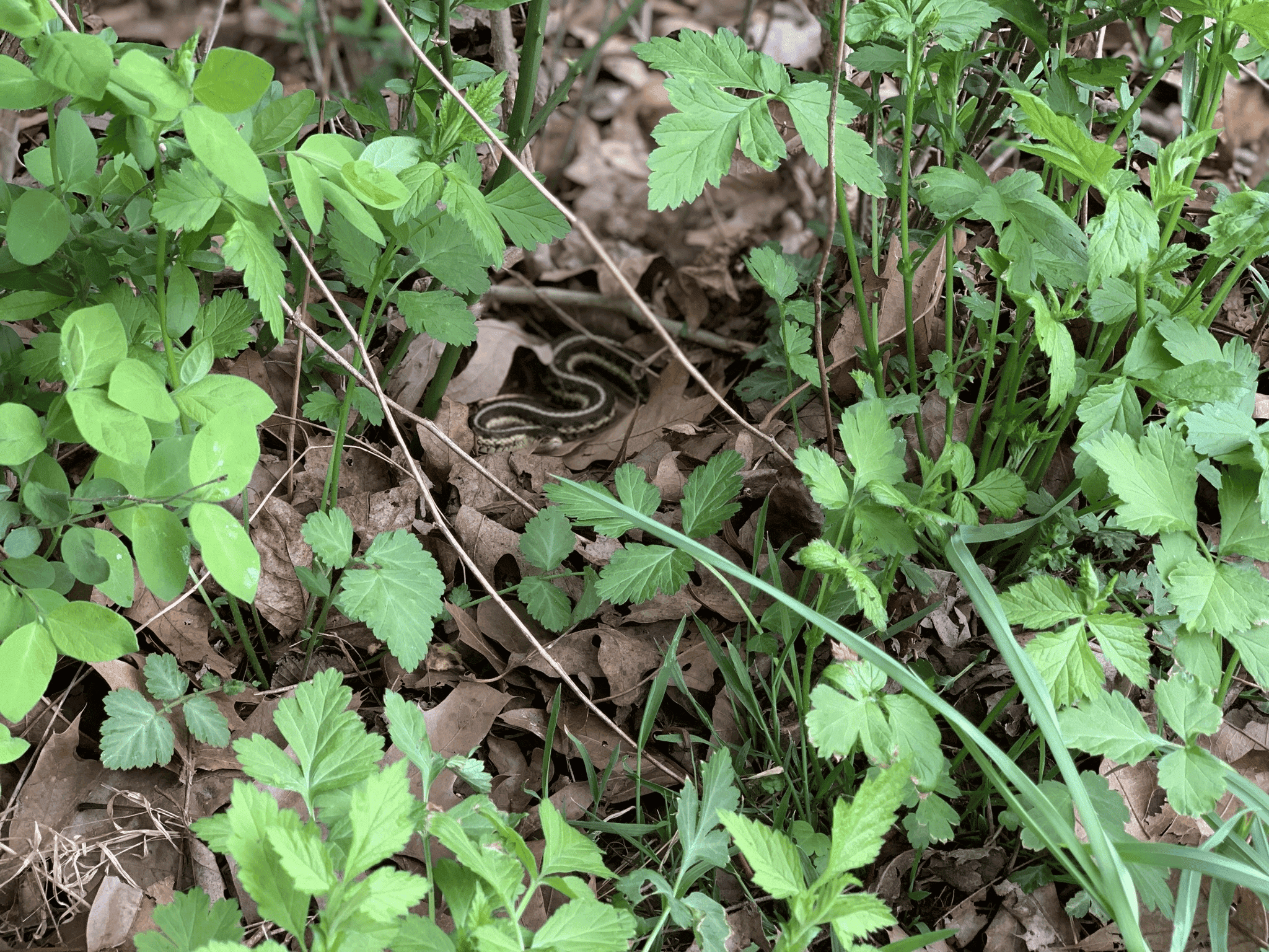 A small black snake with a thin yellow stripe and yellow-patterned belly lies in an S-shape among fallen leaves.