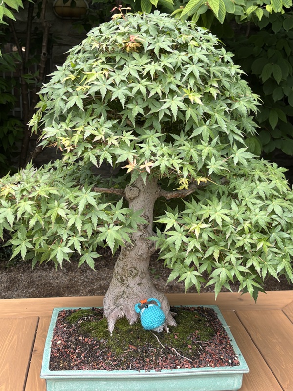CC taking a nap underneath a japanese maple bonzai tree.