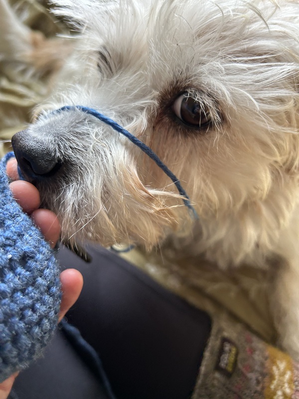 A hand holding a partially constructed navy blue conference creature toward a cream-colored dog with a strand of yarn hanging across his snout.