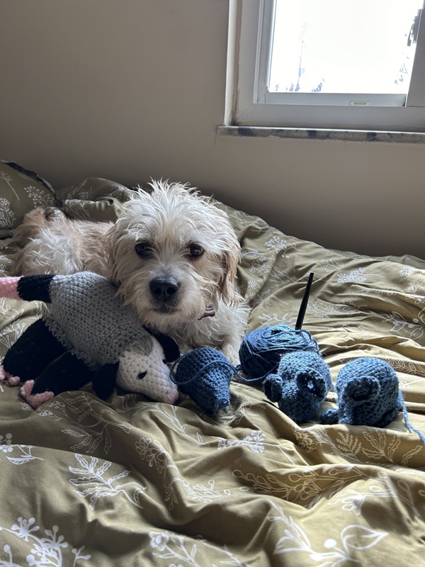A small cream-colored dog lays with several navy blue crocheted mice.