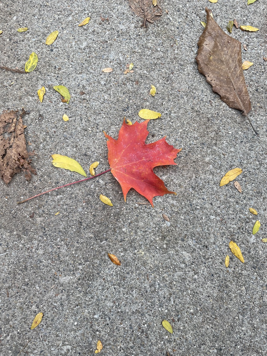 A deep red maple leaf on top of asphalt.